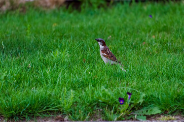 A house sparrow (Passer domesticus) walks on the grass, looks for food and enjoys freedom, close up, horizontal