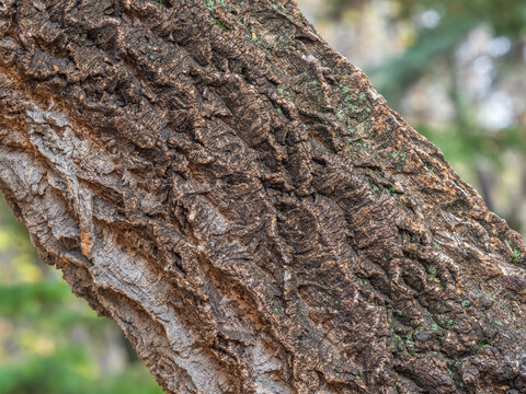 The bark of Amur velvet, or Amur cork tree, lat. Phellodendron amurense