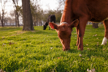 Obraz premium Cute brown calf grazing in sun light. Young cow eating grass. The other black calf grazing on background. Cattle farm