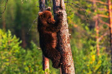 bear cub on the tree