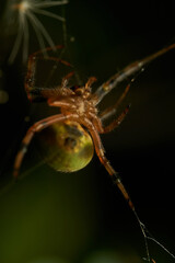 A green lemon spider in its web