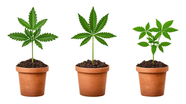 Cannabis Sprout" Images  Browse 303 Stock Photos, Vectors, and Video |  Adobe Stock
