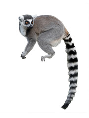 lemur sitting isolated on white background
