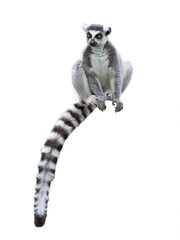 lemur sitting isolated on white background