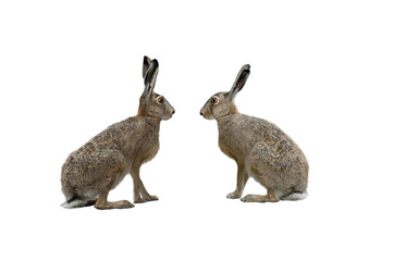 two european brown hare isolated on white background © fotomaster