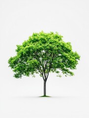 Obraz premium arge tree with green leaves stands alone on a white background. The tree is the main focus of the image, and its size and color contrast with the white background. with generative ai