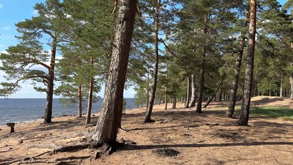 Beautiful panoramic view of north sea and summer or autumn forest
