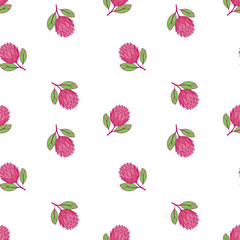 Pattern Protea flowers on white background.