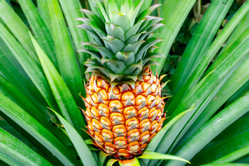 Obraz premium Tropical fruits growing on a tree. Green healthy garden concept. Pines and palm trees growing in a tropical garden. Tropical fruits and palm trees growing lifestyle on the cliffs.