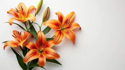 Obraz premium Orange tiger lilies arrangement on white background for floral decor