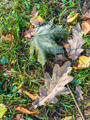 Orange and yellow fallen maple leaves in the sunlight.