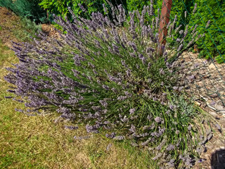 Lavendenbusch am Gartenzaun 