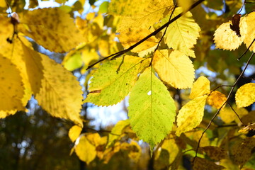 a yellow leaf with the sunlight shining through it