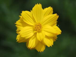 真上から見たキバナコスモスのアップ