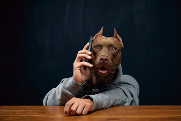 Serious, confident, purebred brown pit bull wearing gray hoodie and talking on mobile phone. Leading business conversation. Concept of business, partnership, communicati8on
