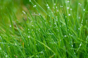 Fototapeta premium Grass in the water on sunny morning in nature. environment freshness fresh concept. a sage leaves drops dew on the greens of a pond. a shady green grass with drops of dew in the water on a foggy.