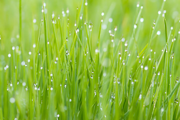 Grass in the water on sunny morning in nature. environment freshness fresh concept. a sage leaves drops dew on the greens of a pond. a shady green grass with drops of dew in the water on foggy a.