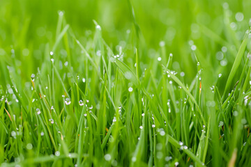 Obraz premium Grass in the water on sunny morning in nature. environment freshness fresh concept. a sage leaves drops dew on the greens of a pond. a shady green grass with drops of dew in the foggy water on a.