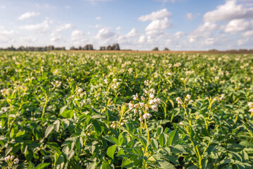 Almost finished flowering potato plants on a sunny Dutch field in the summer season. The focus is on the foreground.