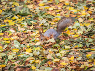 Squirrel in autumn hides nuts on the green grass with fallen yellow leaves