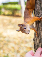 A squirrel in the autumn eats nuts from a human hand. Eurasian red squirrel, Sciurus vulgaris