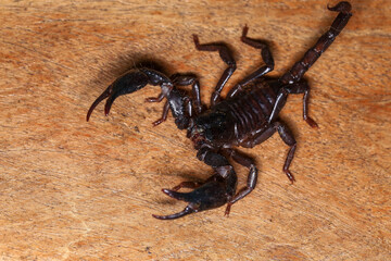 Scorpion on a wooden background. Close up of scorpion
