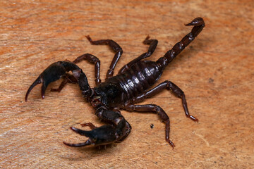 Scorpion on a wooden background. Close up of scorpion