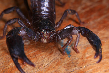 Scorpion on a wooden background. Close up of scorpion