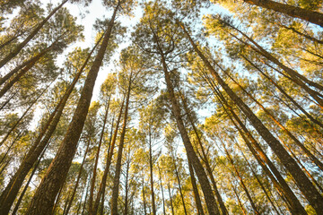 beautiful pine forest views