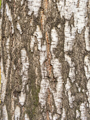The texture of the birch bark.