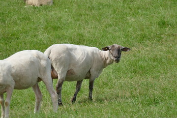 sheep looking at the camera