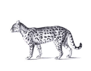 Ceylon cat illustration. Pencil sketch of a Ceylon cat isolated on a plain white background.