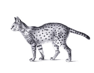Serval illustration. Pencil sketch of a serval isolated on a plain white background.