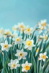 Blooming yellow tulips in a field under clear skies.