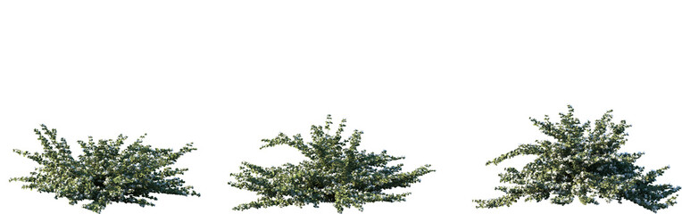 Set of Correa alba (commonly known as white correa) shrub frontal isolated png on a transparent background perfectly cutout  © Viktoria