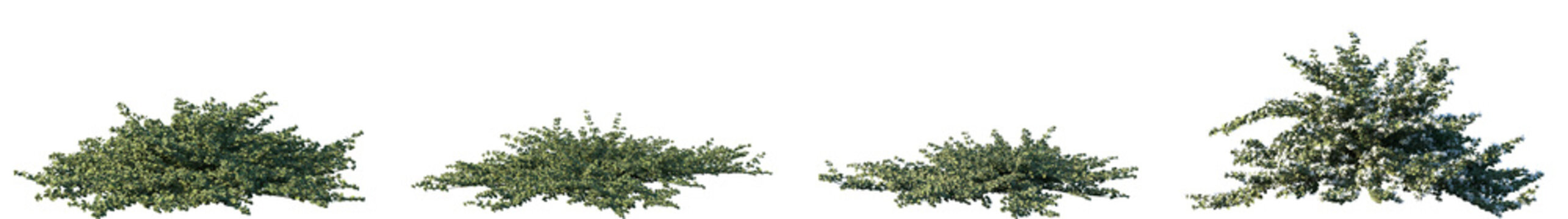 Set of Correa alba (commonly known as white correa) shrub frontal isolated png on a transparent background perfectly cutout 
