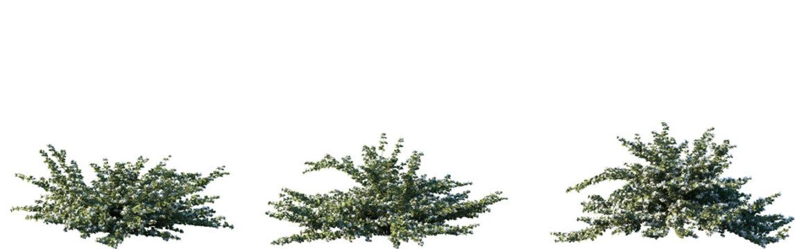 Set of Correa alba (commonly known as white correa) shrub frontal isolated png on a transparent background perfectly cutout 
