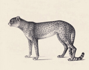 Cheetah  illustration. Pencil sketch of  a cheetah isolated on an aged  beige background.