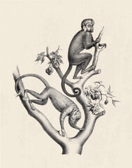 Monkeys illustration. Pencil sketch of monkeys isolated on an aged  beige background.