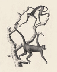 Monkeys illustration. Pencil sketch of monkeys isolated on an aged  beige background.