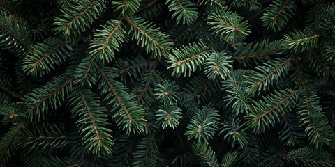 Fototapeta premium This image features a closeup of vibrant green pine branches, showcasing the unique texture of each leaf. Its perfect for nature lovers who appreciate the beauty of this serene scene