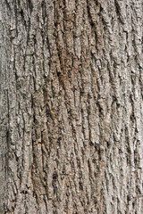 Tree bark texture. Oak wood background. Old Trunk pattern. Rough wooden skin closeup. Dry log material cracked surface. Abstract rustic hardwood timber. Natural forest material.
