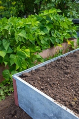 Raised bed vegtable Garden in recycled metal container.