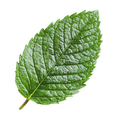Obraz premium PNG Fresh green mint leaf on a white background