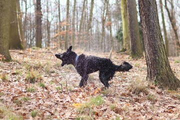 A black dog is shaking with his body, because he is wet