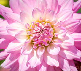 Obraz premium Dahlia light pink flower macro photo.