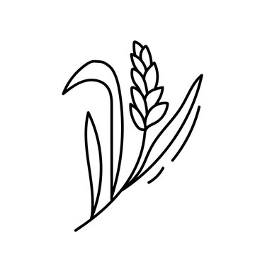 recommend clip art: Corn. Vector illustration in doodle style