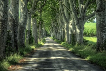 Obraz premium Cobblestone Lane, Island of Ruegen, Mecklenburg-Western Pomerania, Germany. Beautiful simple AI generated image in 4K, unique.