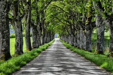 Fototapeta premium Tunnel-like Avenue of green Trees, Tree Footpath through Park in Spring. Beautiful simple AI generated image in 4K, unique.
