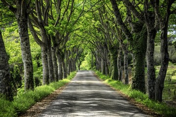 Obraz premium Tunnel-like Avenue of green Trees, Tree Footpath through Park in Spring. Beautiful simple AI generated image in 4K, unique.